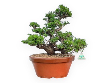 Juniperus Chinensis Itoigawa - Wacholder - 44 cm