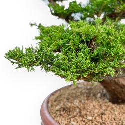 Juniperus Chinensis Itoigawa - Ginepro - 44 cm