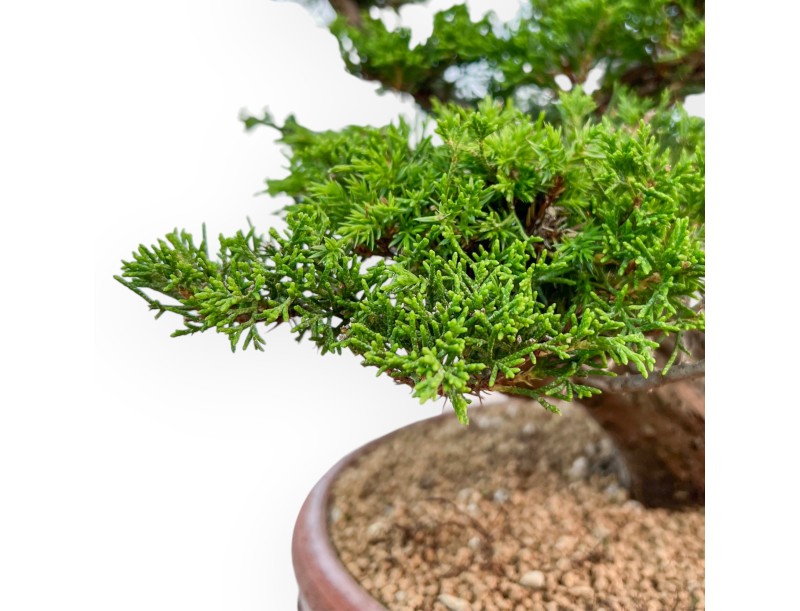 Juniperus Chinensis Itoigawa - Jeneverbes - 44 cm