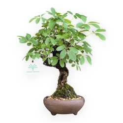 Akebia Quinata - 32 cm