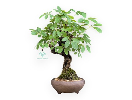 Akebia Quinata - 32 cm