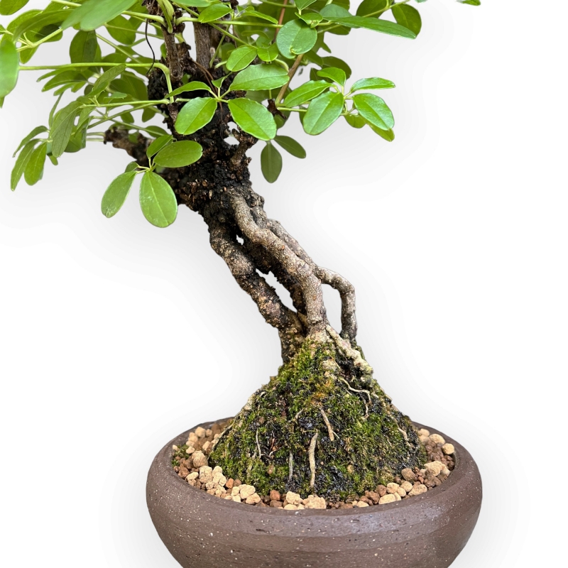 Akebia Quinata - 32 cm