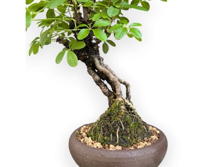 Akebia Quinata - 32 cm