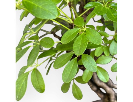 Akebia Quinata - 32 cm