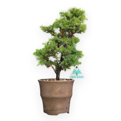 Cryptomeria Japonica - Cedro Giapponese - 32 cm