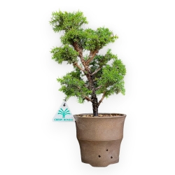 Cryptomeria Japonica - 32 cm