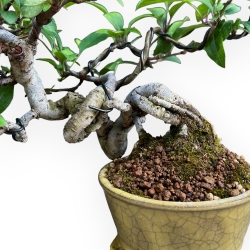 Malus Evereste - Apfelbaum - 22 cm