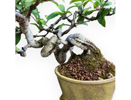 Malus Evereste - Apple Tree - 22 cm