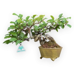 Malus Evereste - Apfelbaum - 22 cm