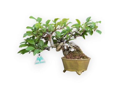 Malus Evereste - Apple Tree - 22 cm