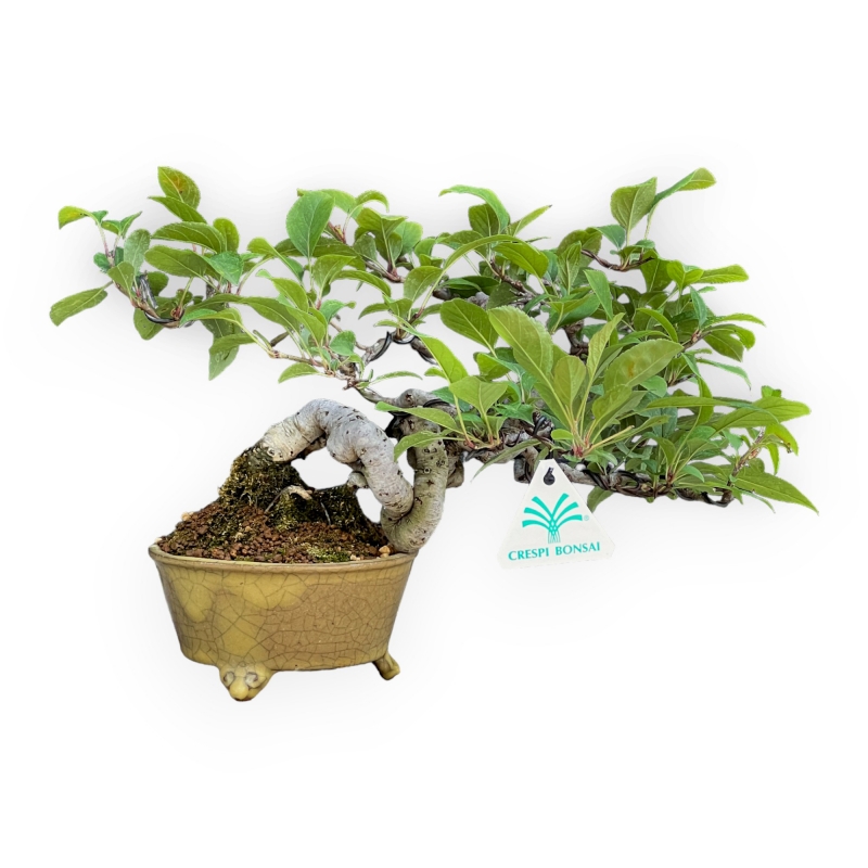 Malus Evereste - Melo - 22 cm