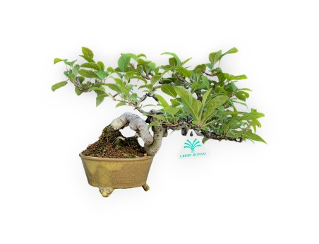 Malus Evereste - Apple Tree - 22 cm