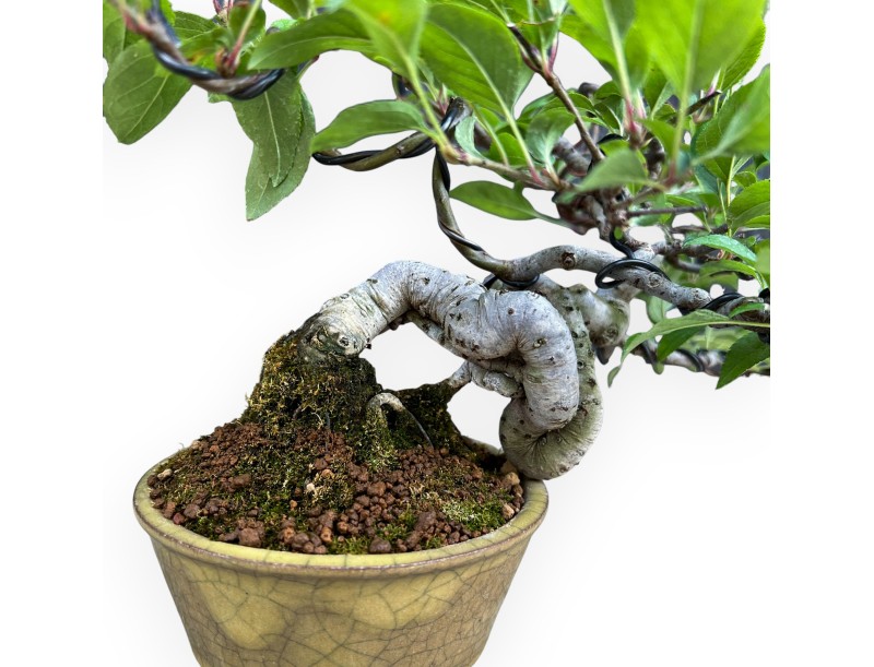 Malus Evereste - Appelboom - 22 cm