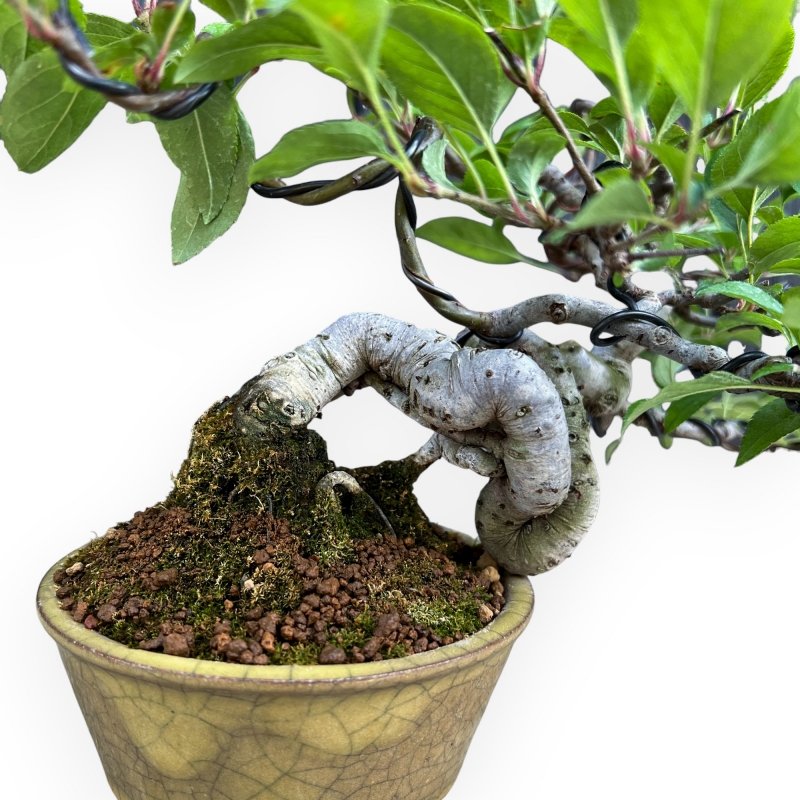 Malus Evereste - Melo - 22 cm