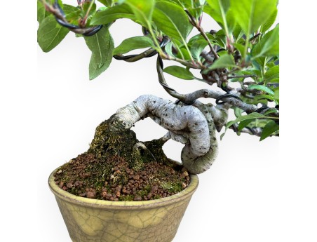 Malus Evereste - Appelboom - 22 cm