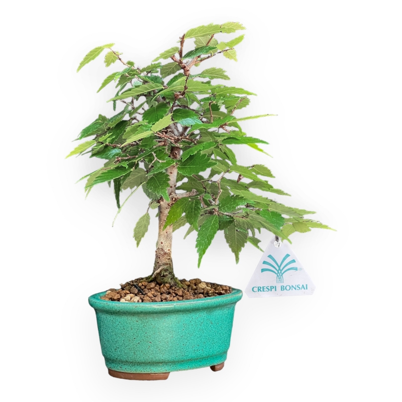 Zelkova Serrata - Orme - 26 cm