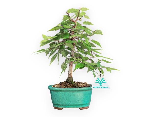 Zelkova serrata – Ulme – 26 cm
