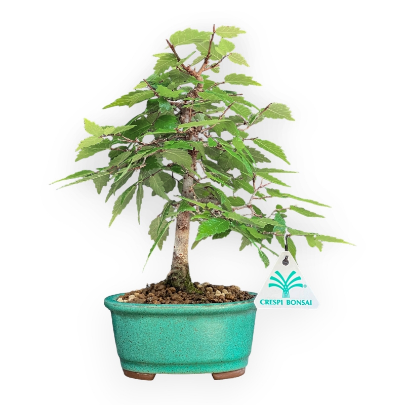 Zelkova serrata - Iep - 26 cm
