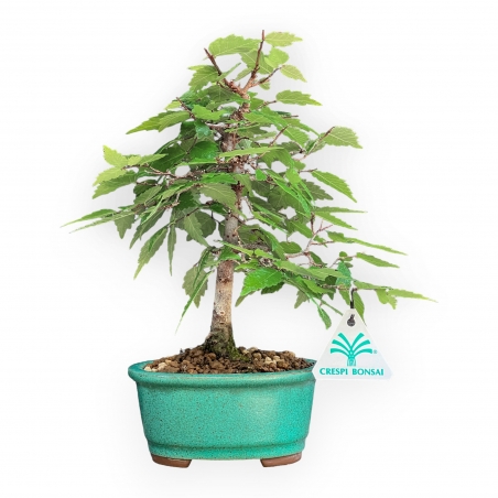 Zelkova Serrata - Orme - 26 cm