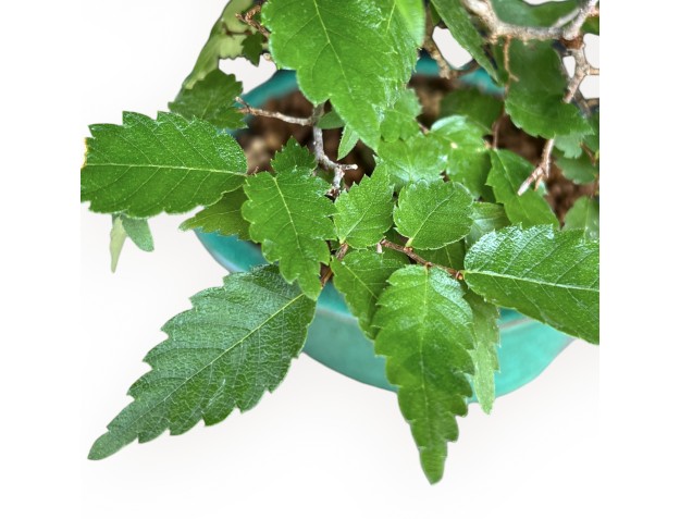 Zelkova Serrata - Elm - 26 cm 2