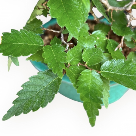 Zelkova Serrata - Orme - 26 cm