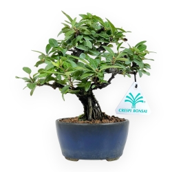 Pyracantha - 19 cm