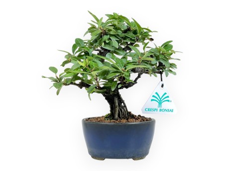 Pyracantha - 19 cm