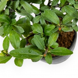Pyracantha - 19 cm