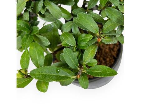 Pyracantha - 19 cm
