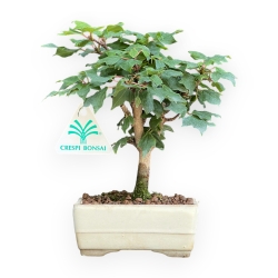 Acer Buergerianum - Acero - da 19 a 21 cm