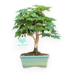 Acer Buergerianum - Acero - da 19 a 21 cm