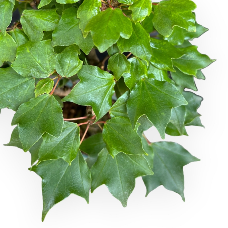 Acer Buergerianum - 19 a 21 cm