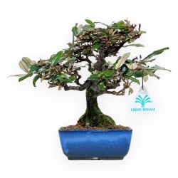 Elaeagnus Pungens - Oléastre Épineux - 23 cm