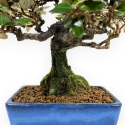 Elaeagnus Pungens - Olivagno Pungente - 23 cm
