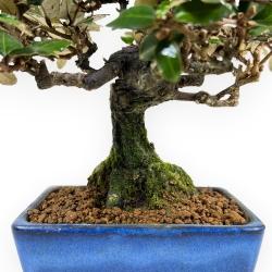 Elaeagnus Pungens - Olivagno Pungente - 23 cm