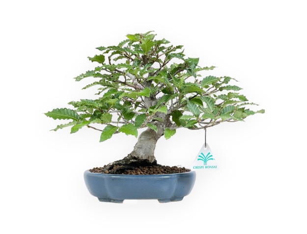 Fagus Crenata - 27 cm