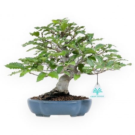Fagus Crenata – Buche – 27 cm|Laubbaum-Bonsai