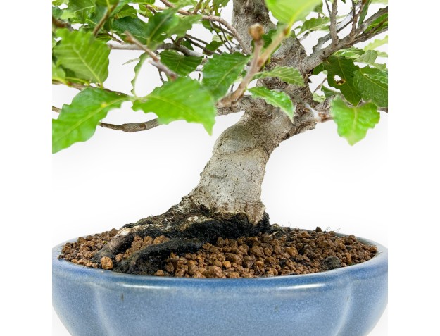 Fagus Crenata - Japanese Beech - 27 cm 2