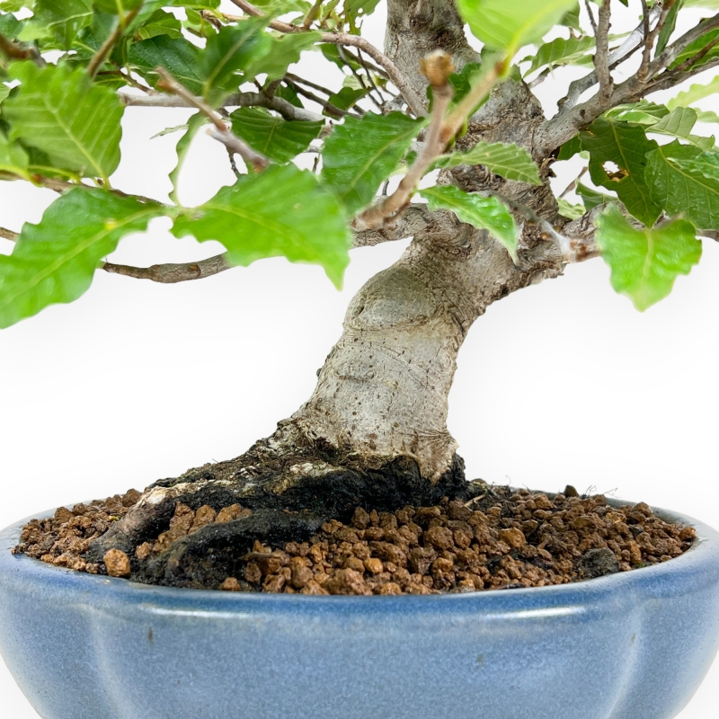 Fagus Crenata - Haya - 27 cm