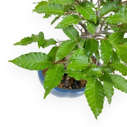 Fagus Crenata - Faggio - 27 cm