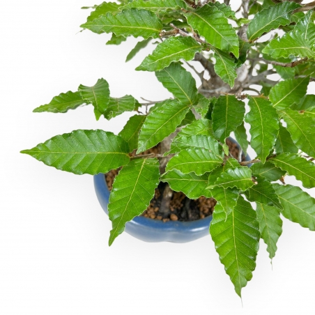 Fagus Crenata - Haya - 27 cm