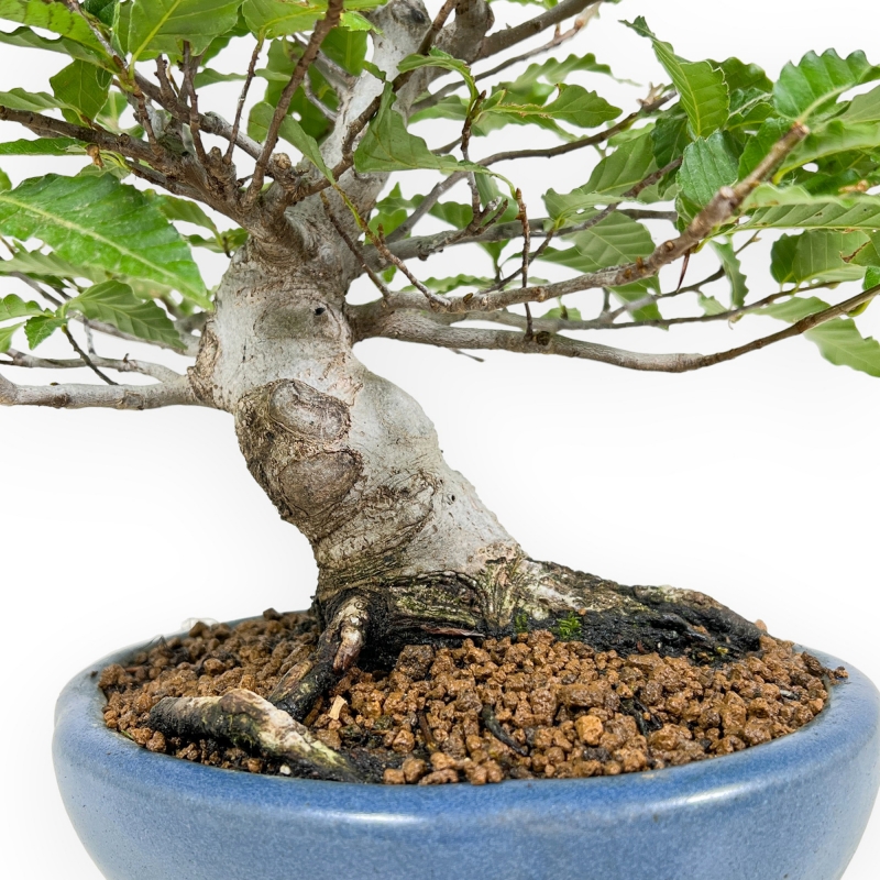 Fagus Crenata - Haya - 27 cm