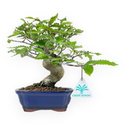 Fagus Crenata - 21 cm