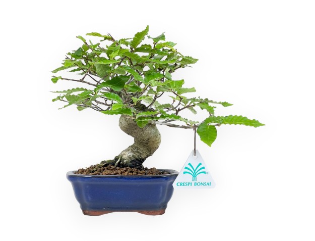Fagus Crenata - Japanese Beech - 21 cm