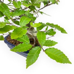 Fagus Crenata - 21 cm