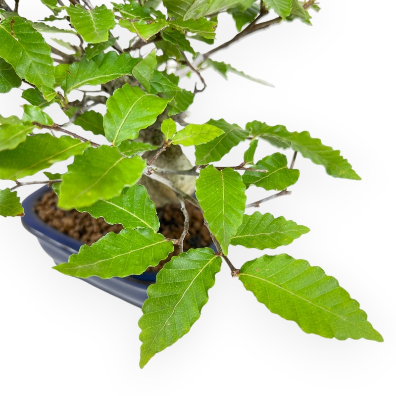Fagus Crenata - 21 cm