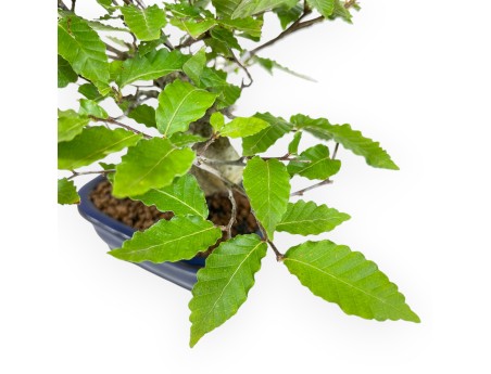Fagus Crenata - 21 cm