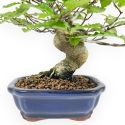 Fagus Crenata - 21 cm