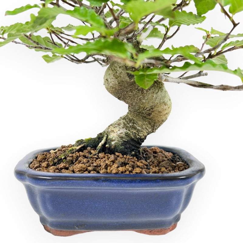 Fagus Crenata - 21 cm