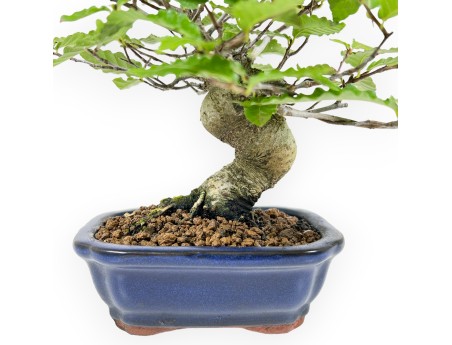 Fagus Crenata - Hêtre du Japon - 21 cm